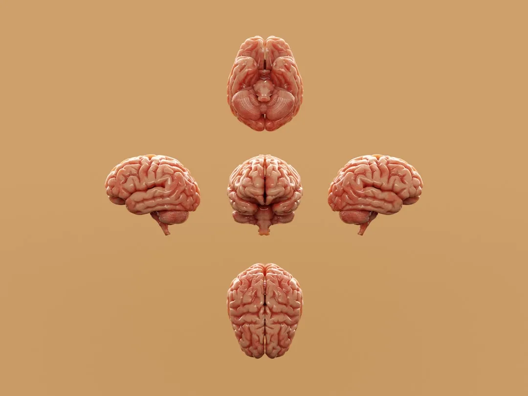 Effective Working Memory Exercises: An Evidence Guide