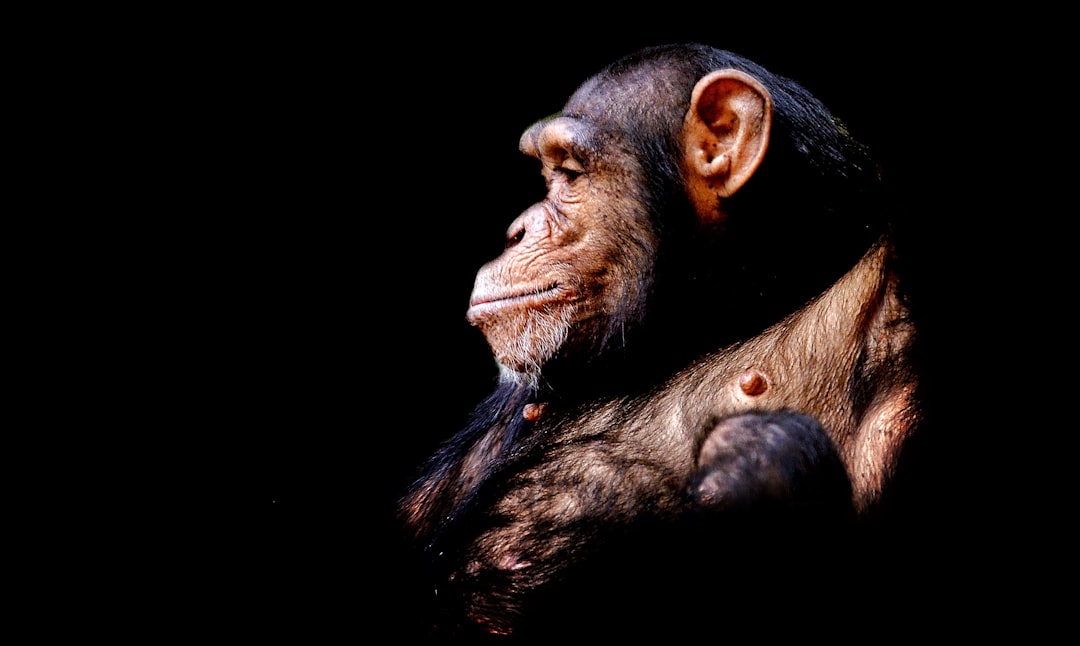 How Animal Intelligence Research Shaped Human IQ Testing