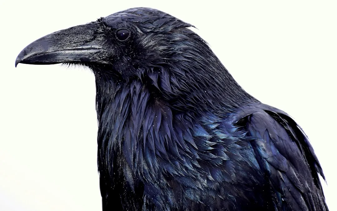 Raven's Progressive Matrices: The Ultimate Guide + Practice Items
