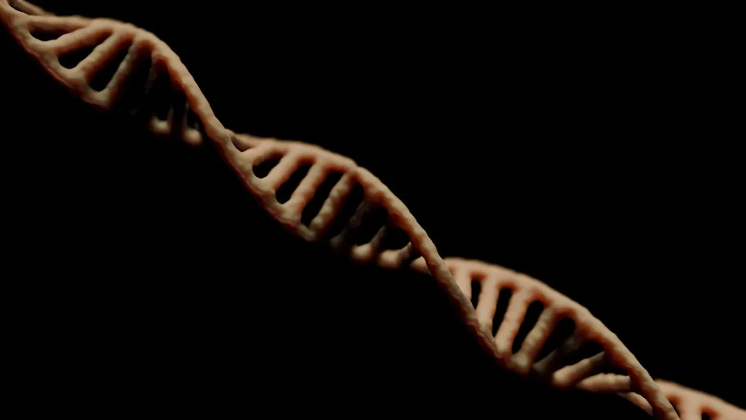 Genetics of IQ: How Much Is Inherited?